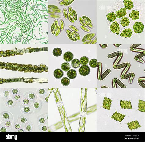 Category:tl:Green algae .